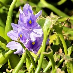Water hyacinth - very invasive plant